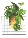 <b>FLORA - Monstera</b><br>vaso da appendere componibile, con pianta inclusa <i>Monstera Monkey</i> - 𝘕EASYJUNGLE