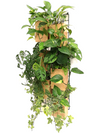 <b>6-PACK FLORA - Climbing plants</b><br>giardino verticale componibile, pack da 6 vasi e griglie, con piante incluse - 𝘕EASYJUNGLE