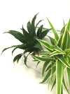 <b>LIAF M - Dracaena</b><br>quadro/vaso da parete, con 2 piante incluse <i>Dracaena e Chlorophytum</i> - 𝘕EASYJUNGLE