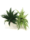 <b>LIAF M - Dracaena</b><br>quadro/vaso da parete, con 2 piante incluse <i>Dracaena e Chlorophytum</i> - 𝘕EASYJUNGLE