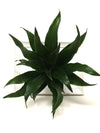 <b>LIAF S - Dracaena</b><br>quadro/vaso da parete, con pianta inclusa <i>Dracaena</i> - 𝘕EASYJUNGLE