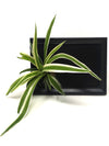 <b>DÈSIA S - Chloro</b><br>lavagna/vaso da parete, con pianta inclusa <i>Chlorophytum</i> - 𝘕EASYJUNGLE