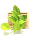 <b>LIAF S - Neon</b><br>quadro/vaso da parete, con pianta inclusa <i>Pothos Neon</i> - 𝘕EASYJUNGLE