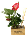 Aira personalizzato | con pianta Anthurium red  - 𝘕EASYJUNGLE 