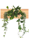 <b>SELVA - Edera</b><br>quadro/vaso da parete XL, con 6 piante incluse <i>Edera, Pothos e Spathiphyllum</i> - 𝘕EASYJUNGLE