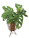 <b>FLYT - Monstera</b><br>vaso/centrotavola, con pianta inclusa <i>Monstera Monkey</i> - 𝘕EASYJUNGLE