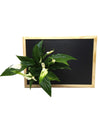 Quadro vegetale Lavagna | Desia Wood | con pianta Spathiphyllum - 𝘕EASYJUNGLE 
