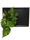 Quadro vegetale Lavagna | Desia Black | con pianta Pothos Aureum- 𝘕EASYJUNGLE 