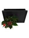 Desia Black | Lato con pianta Anthurium red - 𝘕EASYJUNGLE 