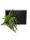 Quadro vegetale Lavagna | Desia white | con pianta Chlorophytum - 𝘕EASYJUNGLE