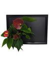 Quadro vegetale Lavagna | Desia Black | con pianta Anthurium red - 𝘕EASYJUNGLE 