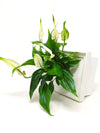 <b>LIAF S - Spathi</b><br>quadro/vaso da parete, con pianta inclusa <i>Spathiphyllum</i> - 𝘕EASYJUNGLE