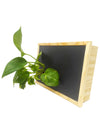 Quadro vegetale Lavagna | Desia Wood | Laot con pianta Pothos Aureum- 𝘕EASYJUNGLE 