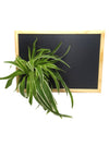 Quadro vegetale Lavagna | Desia wood | con pianta Chlorophytum - 𝘕EASYJUNGLE 