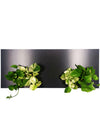 <b>SELVA LAVAGNA - Pothos</b><br>lavagna/vaso da parete XL, con 4 piante incluse <i>Pothos Aureum</i> - 𝘕EASYJUNGLE